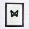 Parides Sesotris