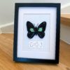 Parides Sesotris – Image 2