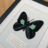 Parides Sesotris – Image 3