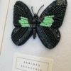 Parides Sesotris – Image 5