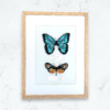 Duo Morpho Peleides et Hyalyris Coeno