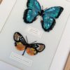 Duo Morpho Peleides et Hyalyris Coeno – Image 3