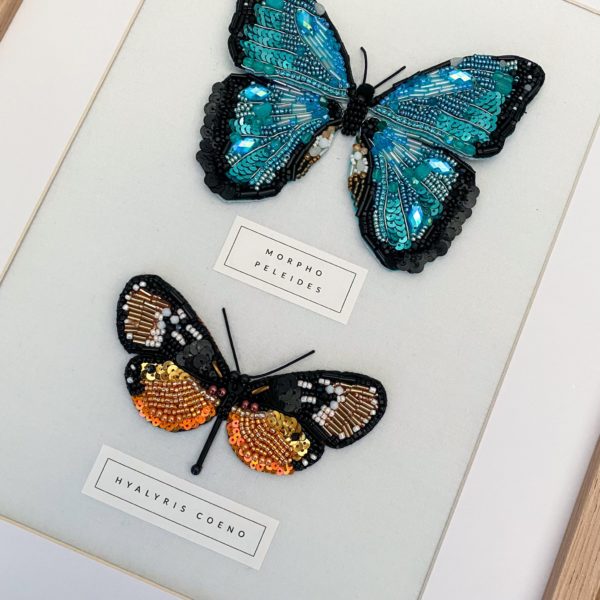 Duo Morpho Peleides et Hyalyris Coeno – Image 3