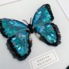 Duo Morpho Peleides et Hyalyris Coeno – Image 5