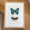 Duo Morpho Peleides et Hyalyris Coeno – Image 6