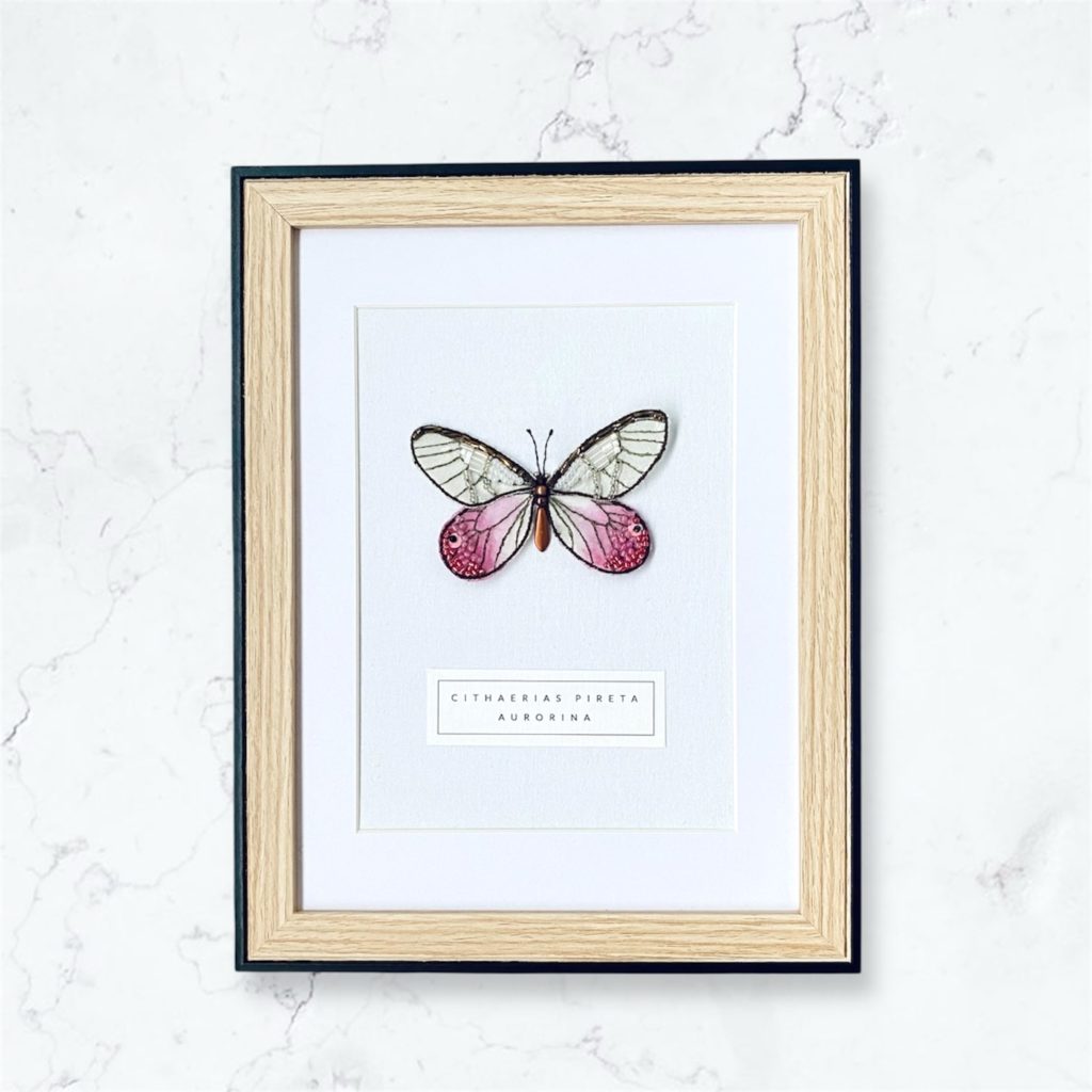 Cithaerias Pireta Aurorina