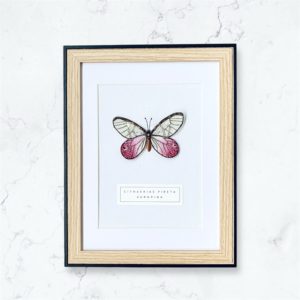 Cithaerias Pireta Aurorina