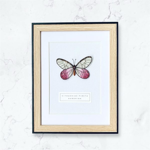 Cithaerias Pireta Aurorina