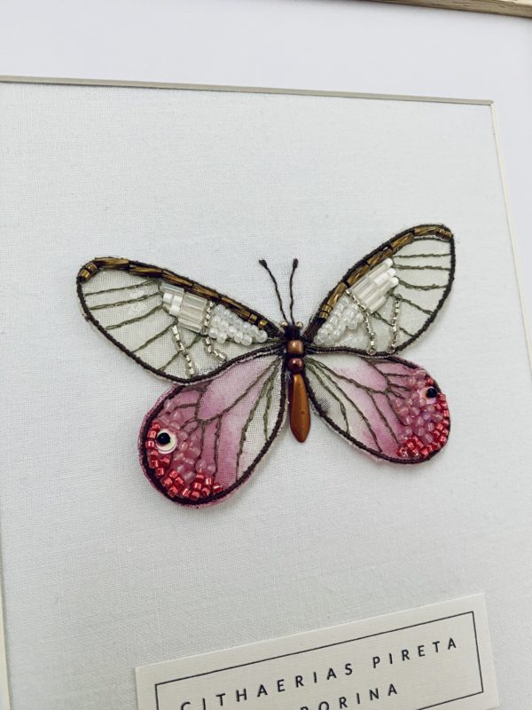 Cithaerias Pireta Aurorina – Image 2