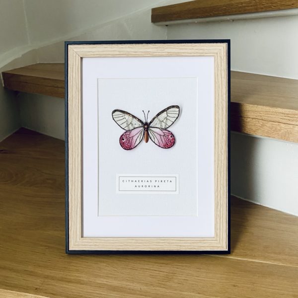 Cithaerias Pireta Aurorina – Image 4