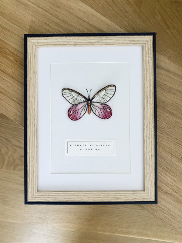 Cithaerias Pireta Aurorina – Image 5