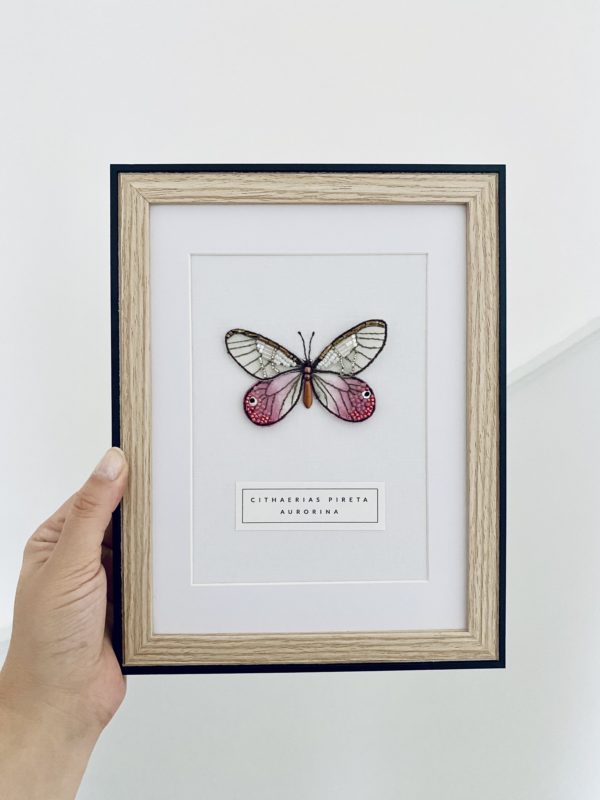 Cithaerias Pireta Aurorina – Image 6