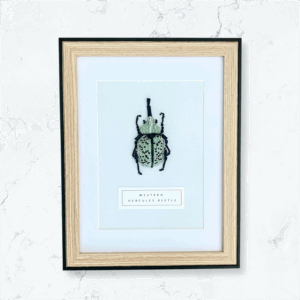 Western Hercules Beetle
