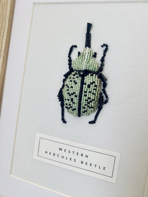 Western Hercules Beetle – Image 4