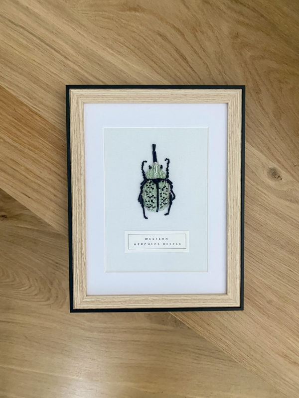 Western Hercules Beetle – Image 5